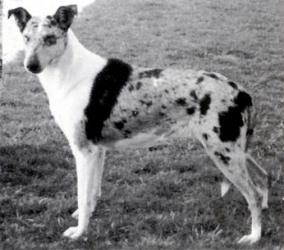 Bothways Amazing Grace at Conwbred