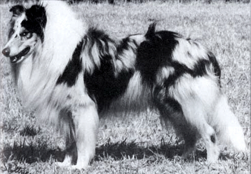 Marble's Blue Oberon