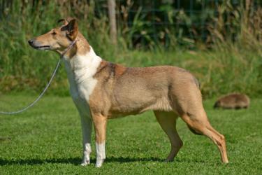 Dandinas Quite a Girl