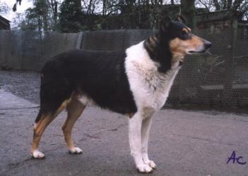 Nelson-black Vom Hamburger Wappen