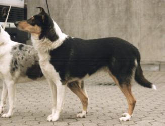 Astrellita Anonymous