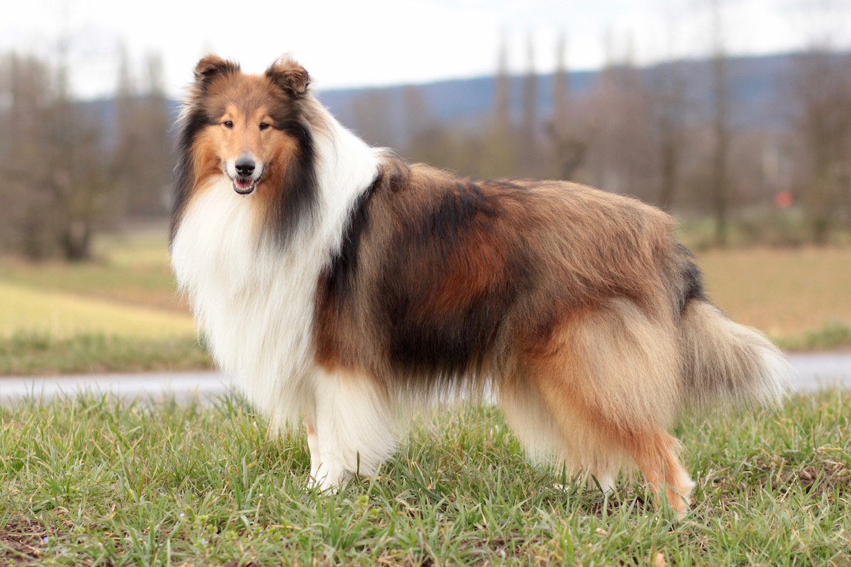 Duke McBrown aus dem Boltenmoor