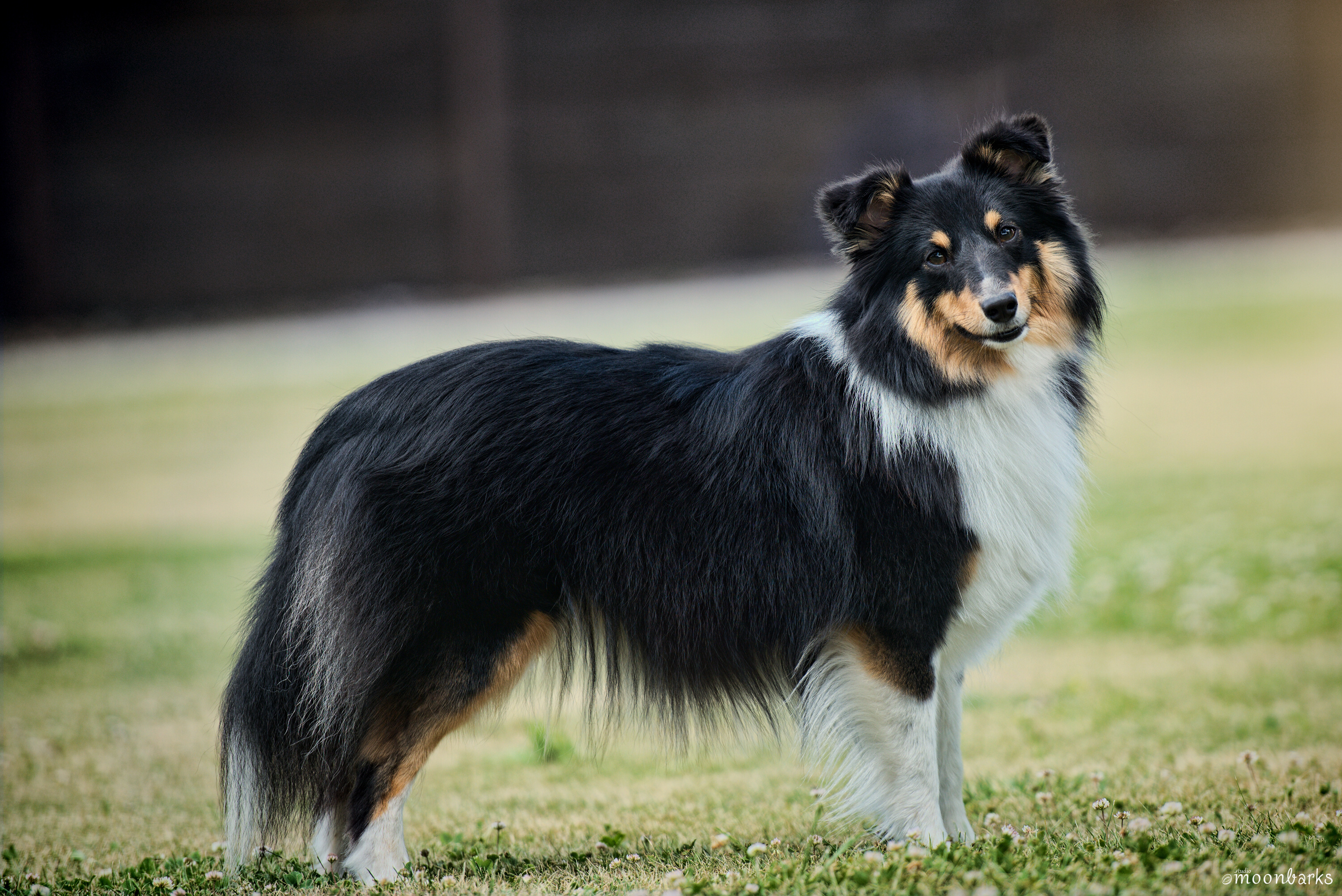 Achlea Sol Otevřené srdce