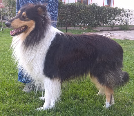 Hawkey Black Stříbrná podkova