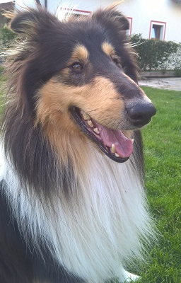 Hawkey Black Stříbrná podkova