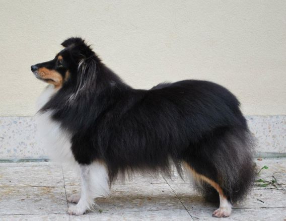 ANN CHESS Jackdaw Rock