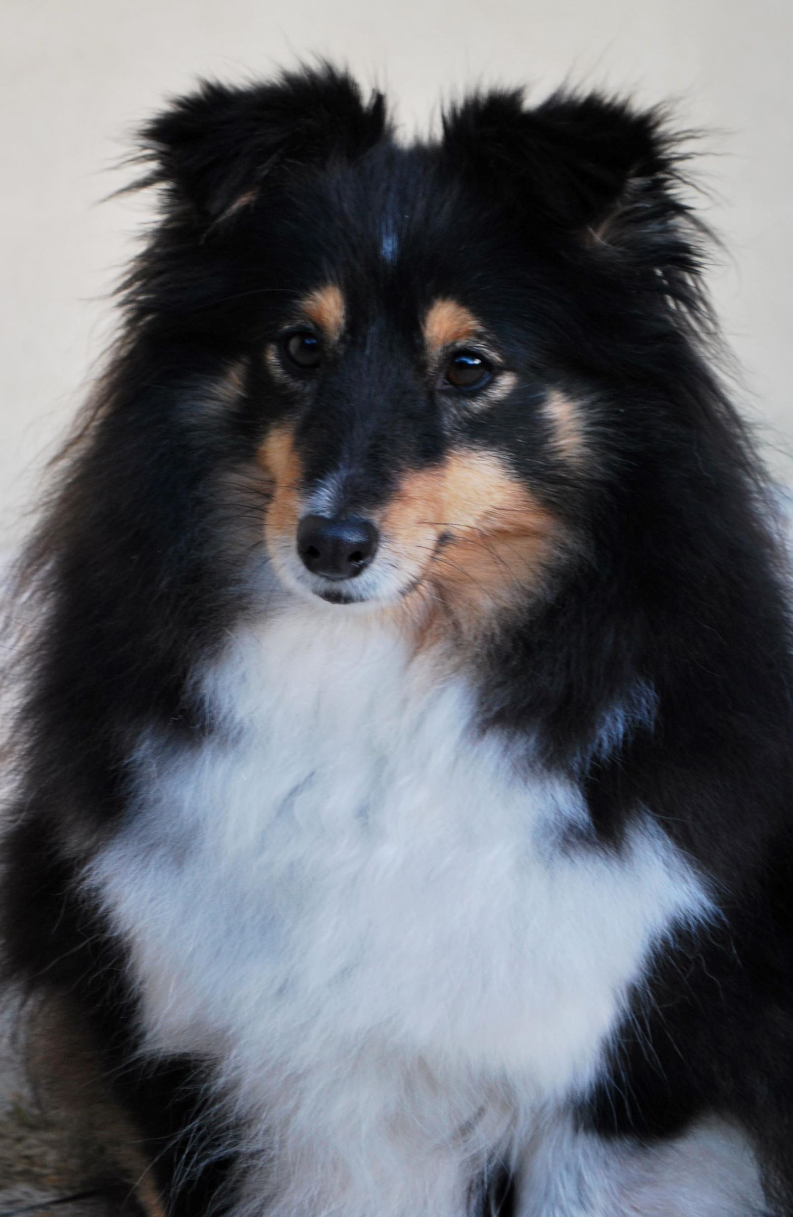 ANN CHESS Jackdaw Rock