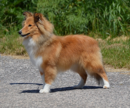 Follow Your Nose Eager To Fame