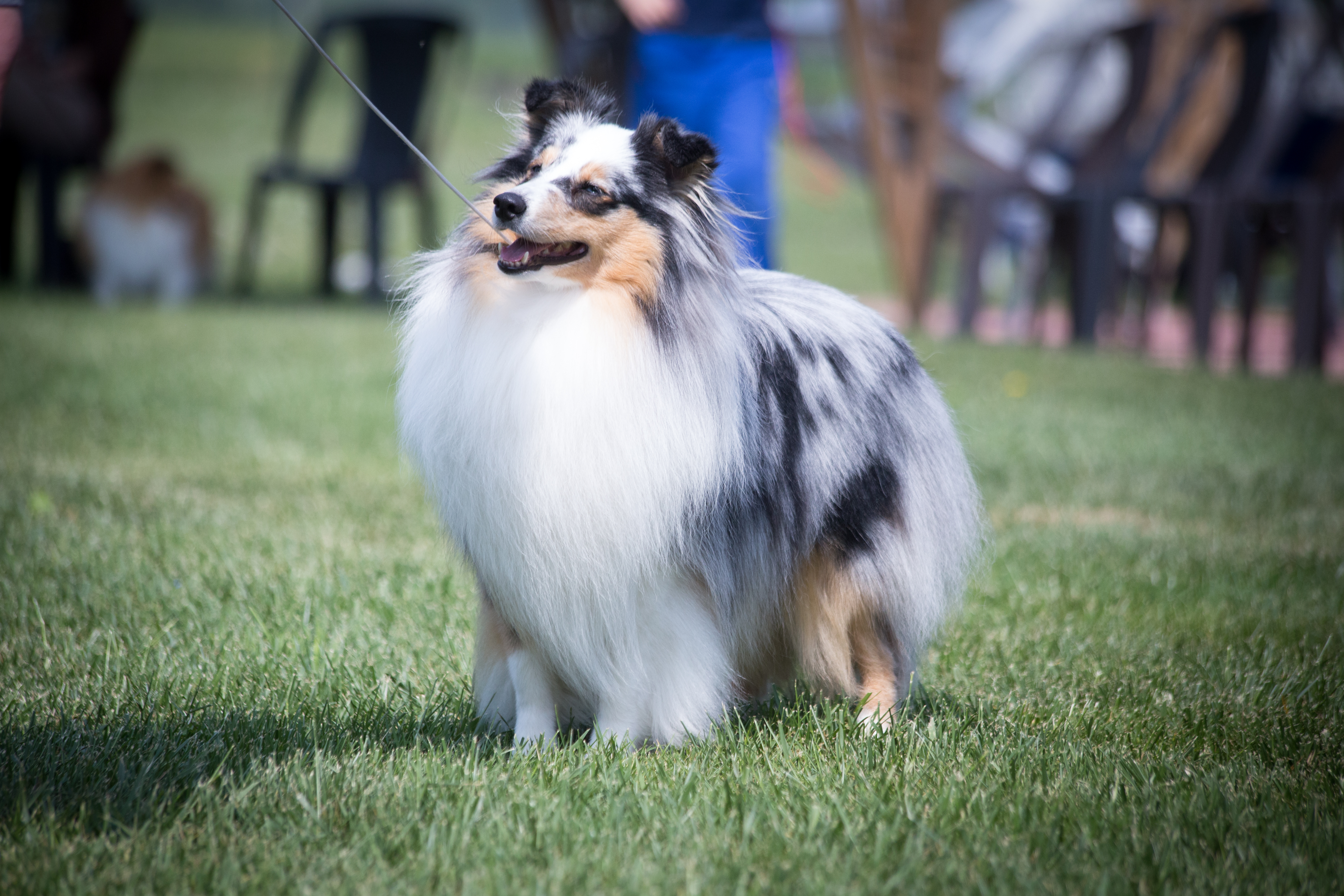 Braveheart You Are My Hero