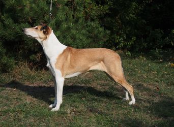 Bellissima Like a Wind