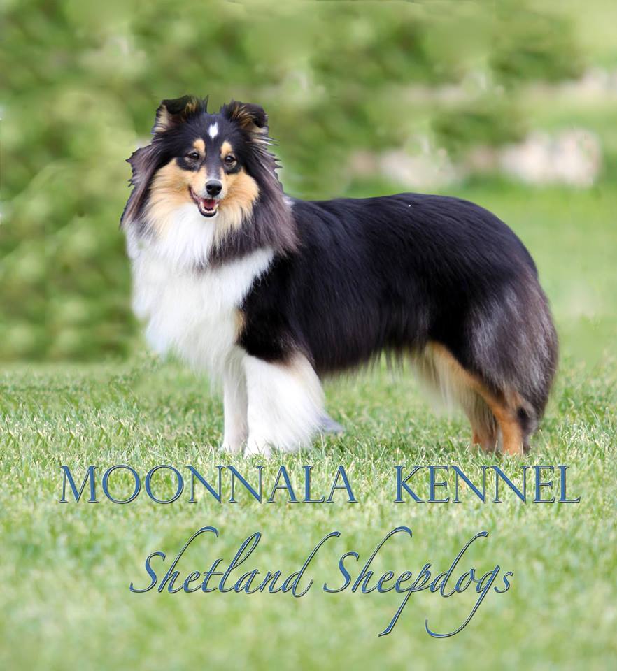 Rivermist Moonlight Shadow