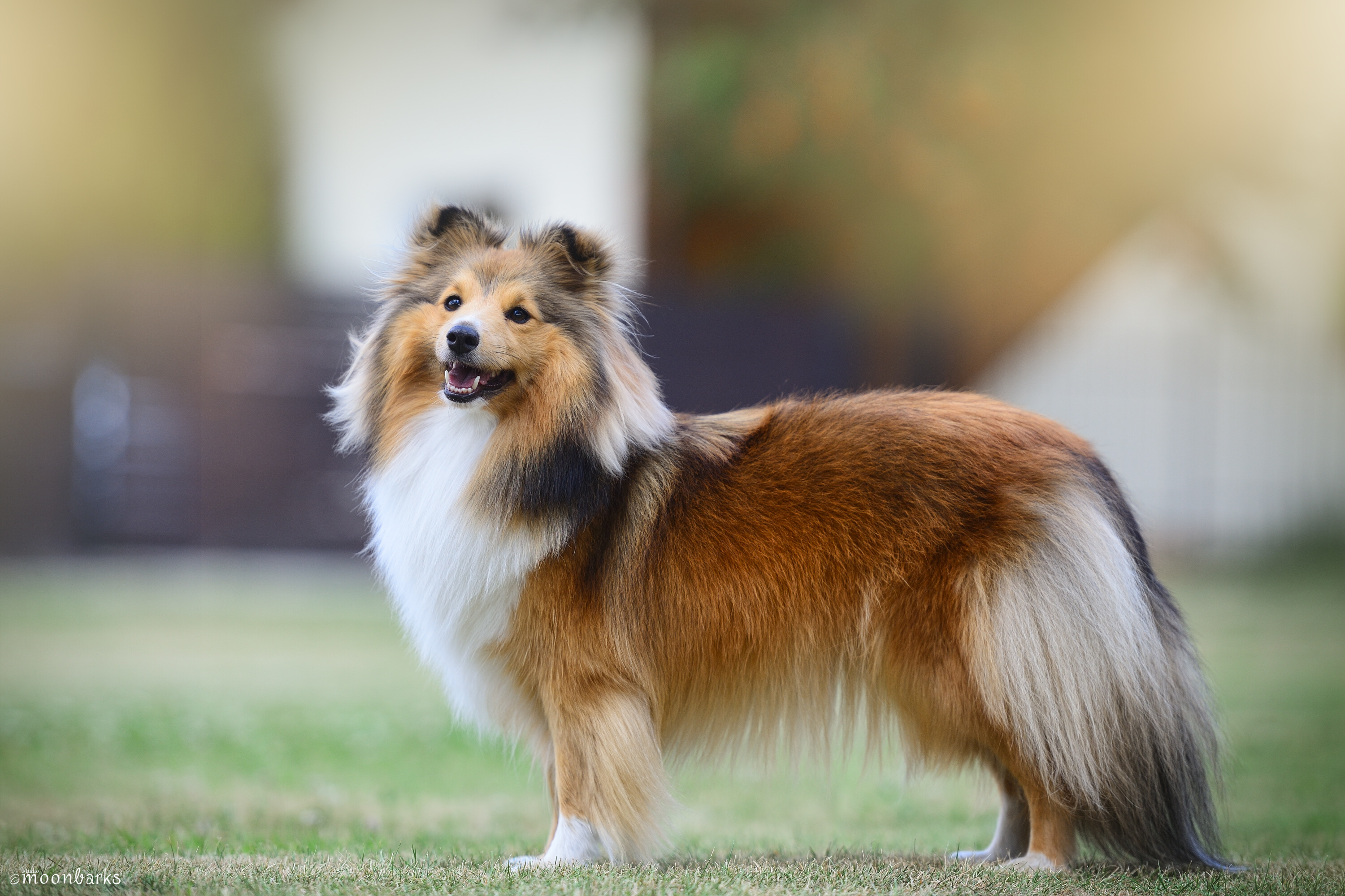 Kalliope z Ďáblovy studánky