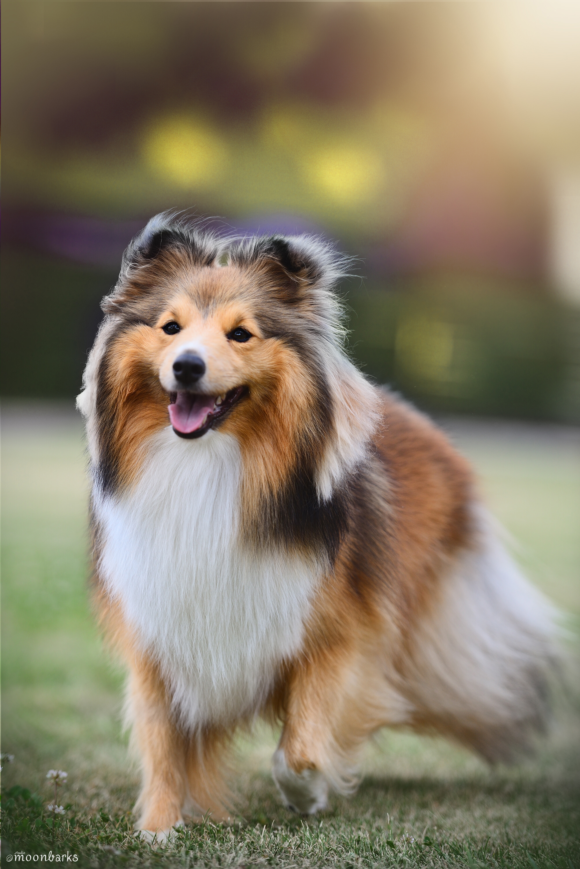 Kalliope z Ďáblovy studánky