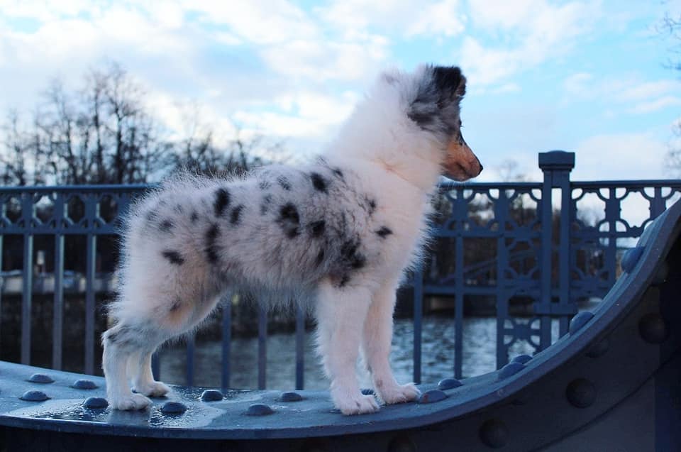 Adorable Snowflake Deena's Victory