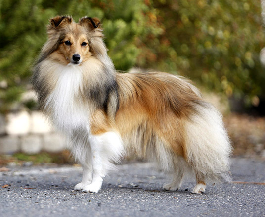 Kristi Sparks of the Tempest