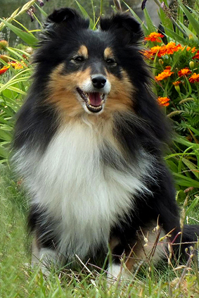 Portrait of Rose ze Skalní vyhlídky