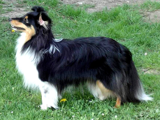 Just for Fun Perla z Polabí