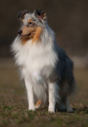 Nittka z Vesničky u hranic