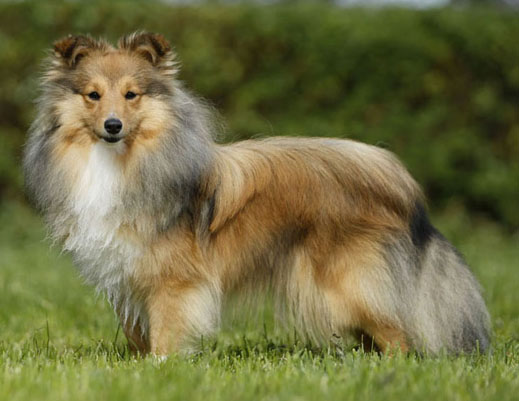 Fortune Lady Sparks of the Tempest