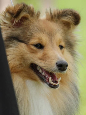 Fortune Lady Sparks of the Tempest