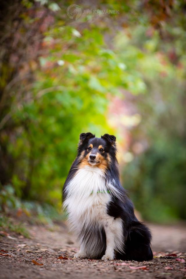 Archibald z Diouškova ráje