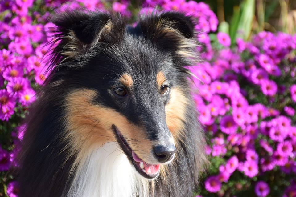 Black Eyed Susan Dancing in the Wind