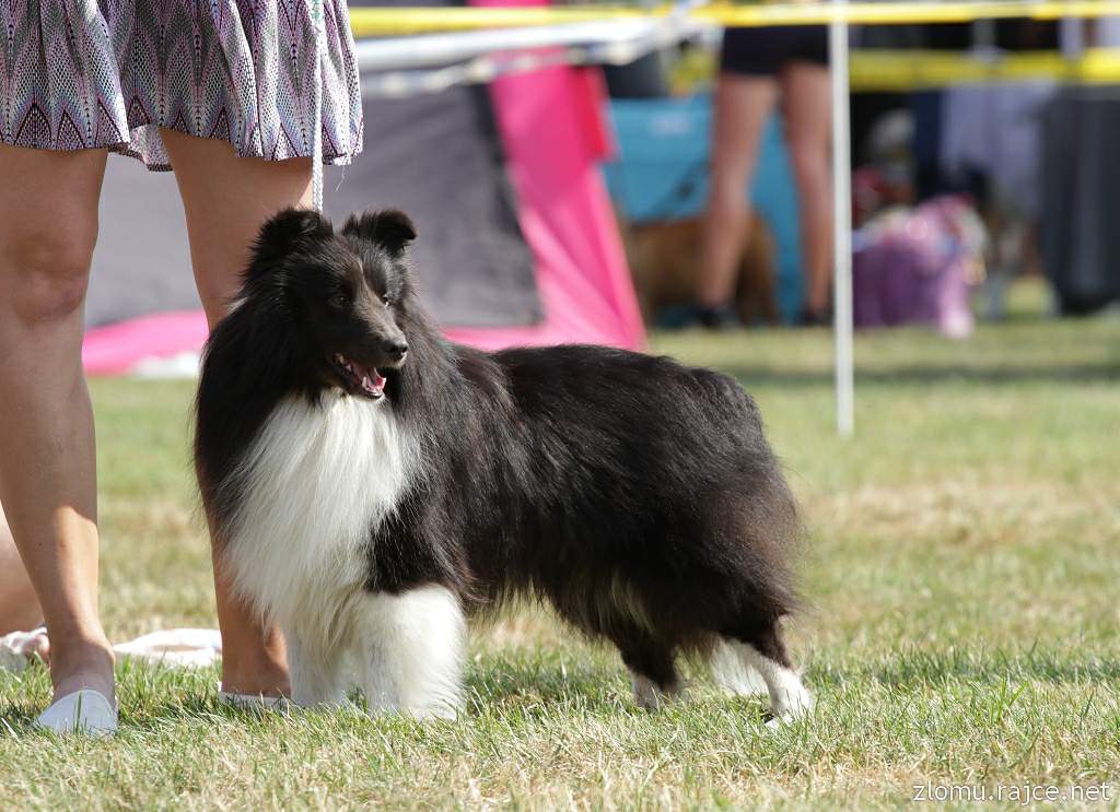 Frank ze Zlaté hvězdy