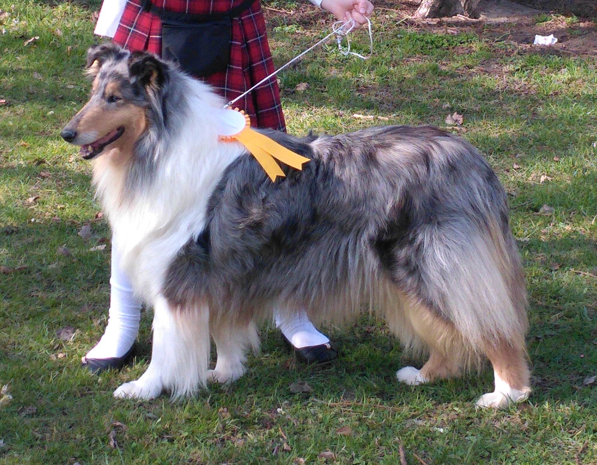 Vet. CH. Cassie Blue Fredina Agi