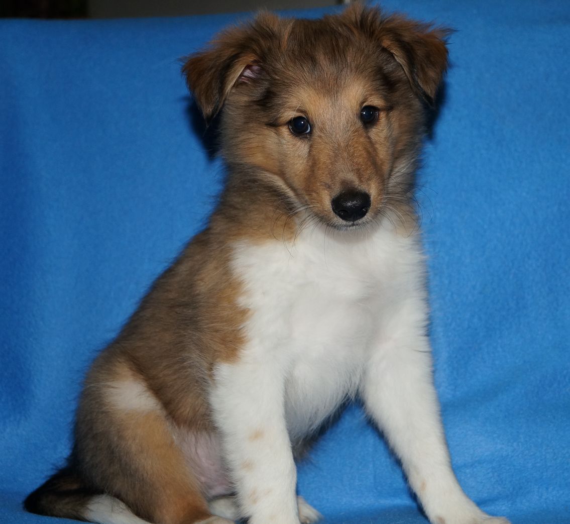 BRUTTO PUZZLE Fun dog