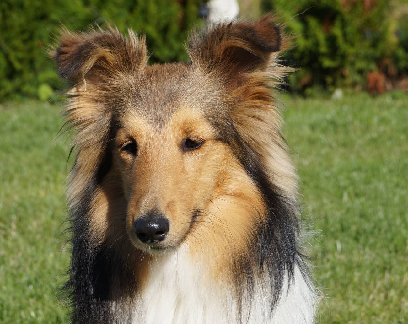 BRUTUS HAPPY Fun dog