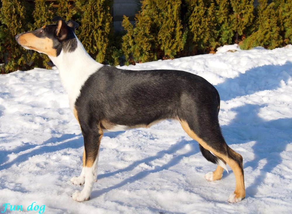 Citoria Daff Fun dog