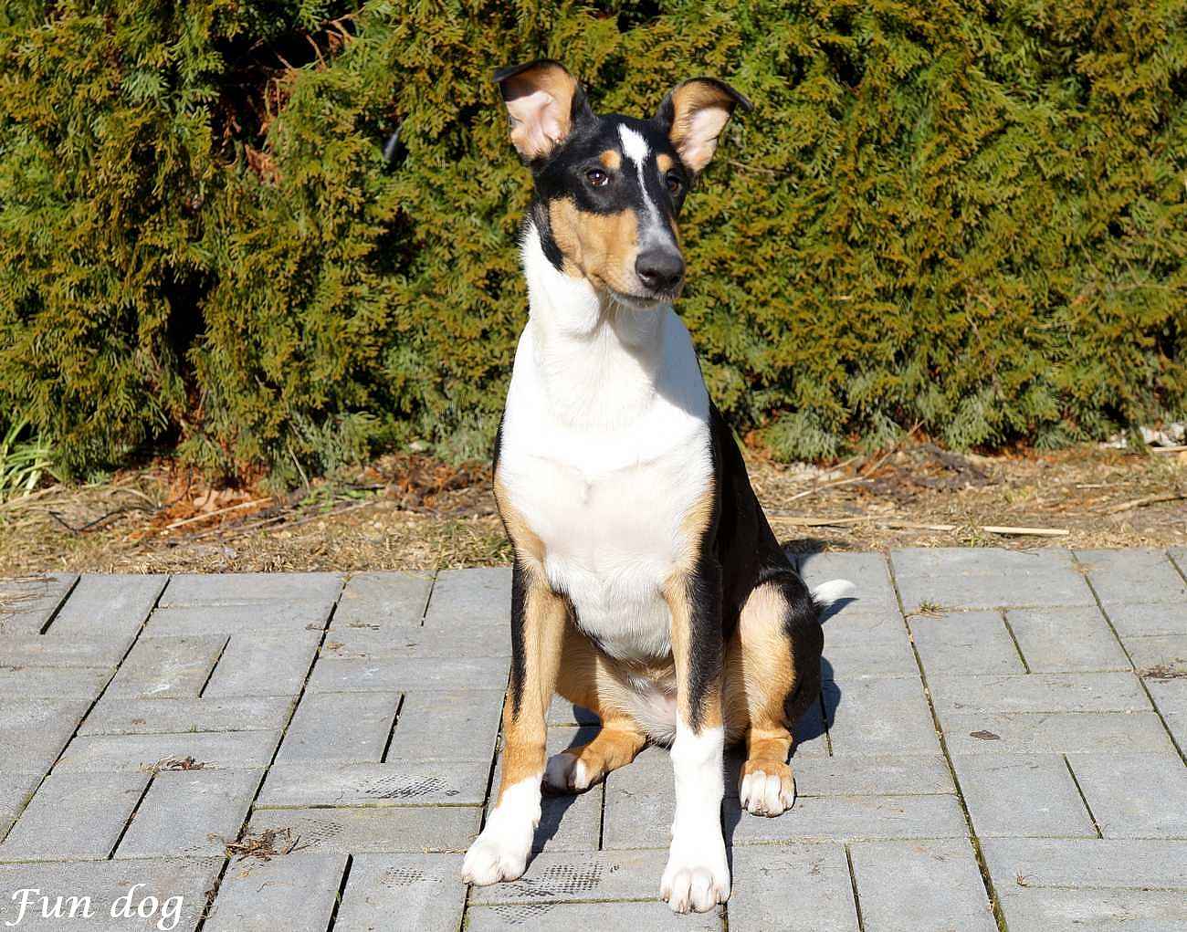 Citoria Daff Fun dog