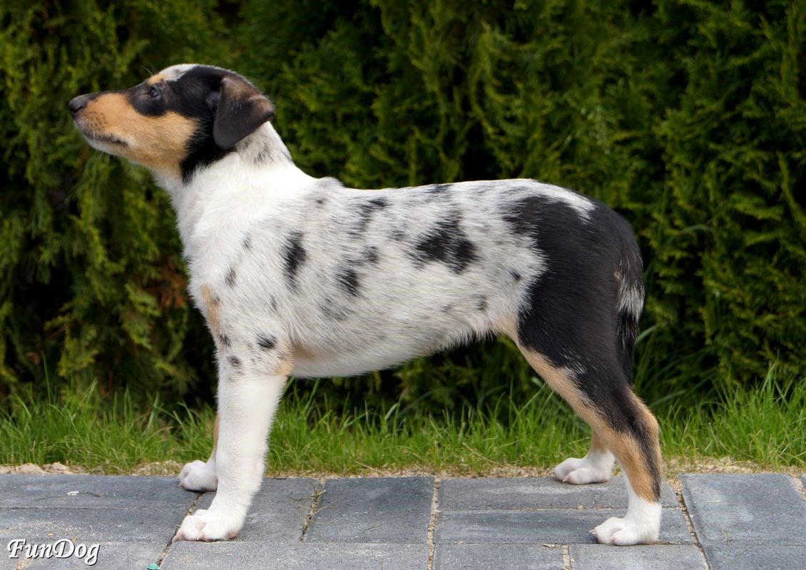 Batavia Daff Fun dog