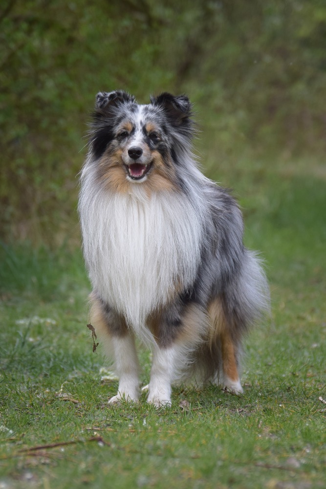 Fantastic Fox Alkyra