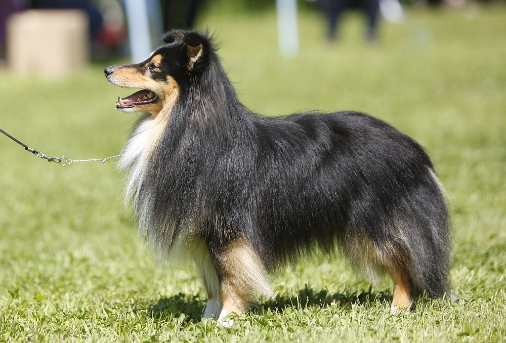 Sandwick Turn Back Time At Highbrook 