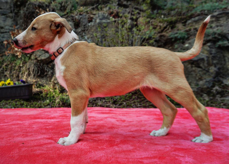 Bibelota Smart Beauty