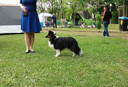 Feyanad Sněžný tygr