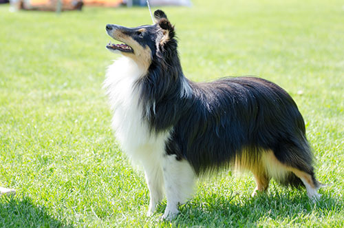 Grenadina Sněžný tygr