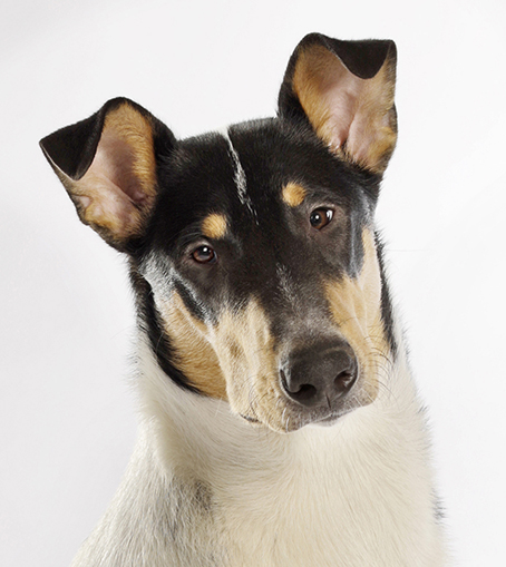 Lugh Little Prince Smart Love