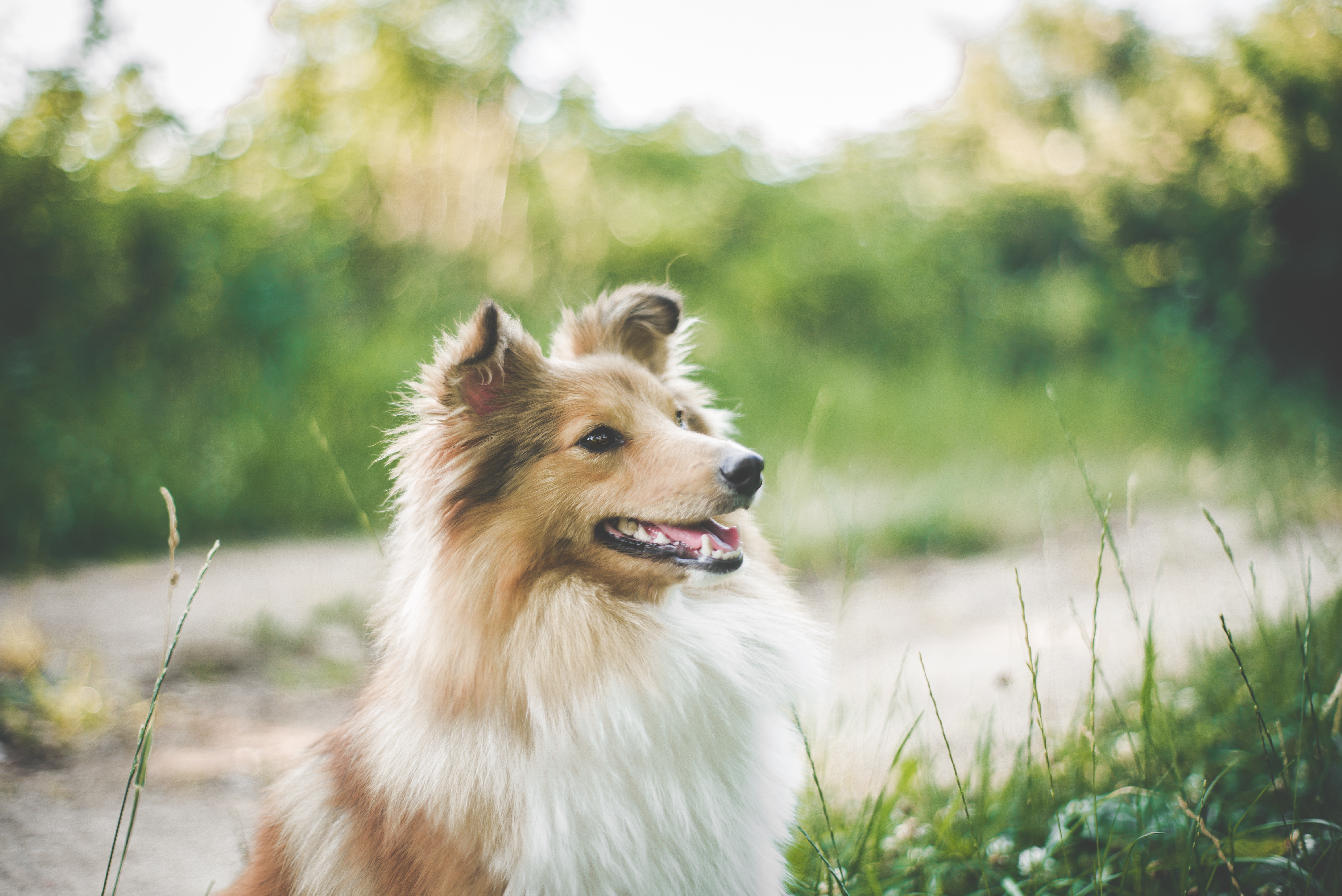 Fine Doll ze Shetlandů