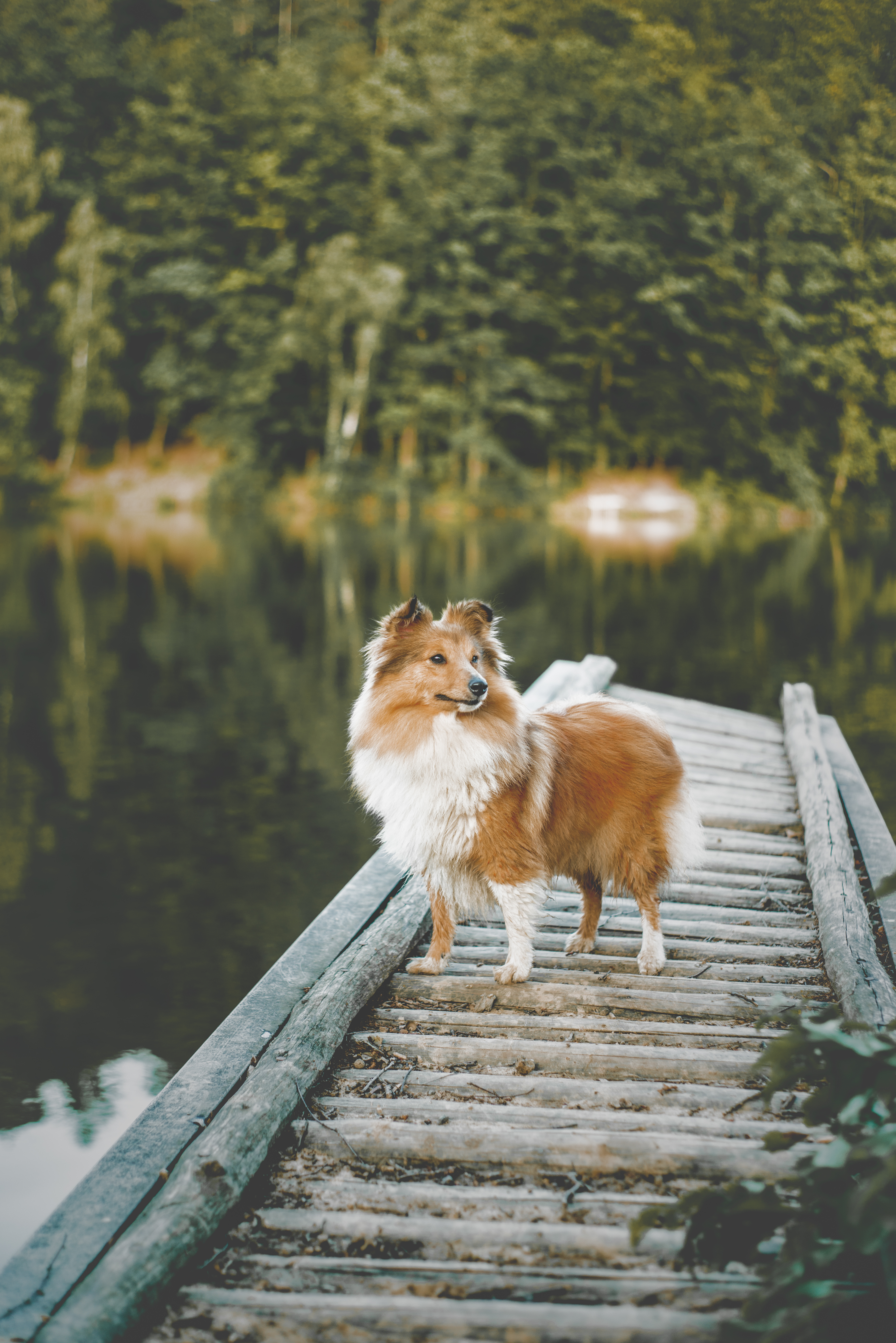 Fine Doll ze Shetlandů