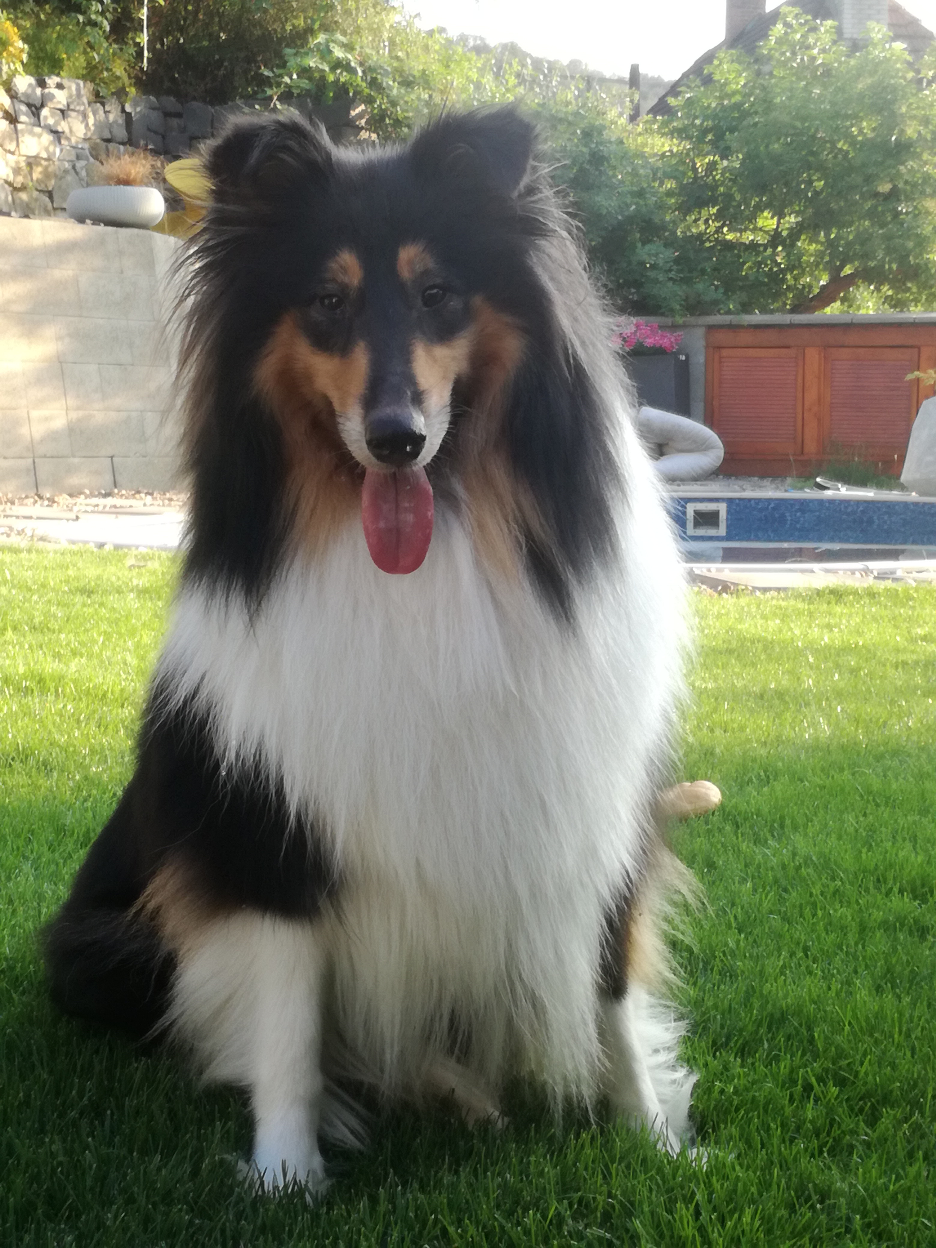 Issy Black z Dančí louky