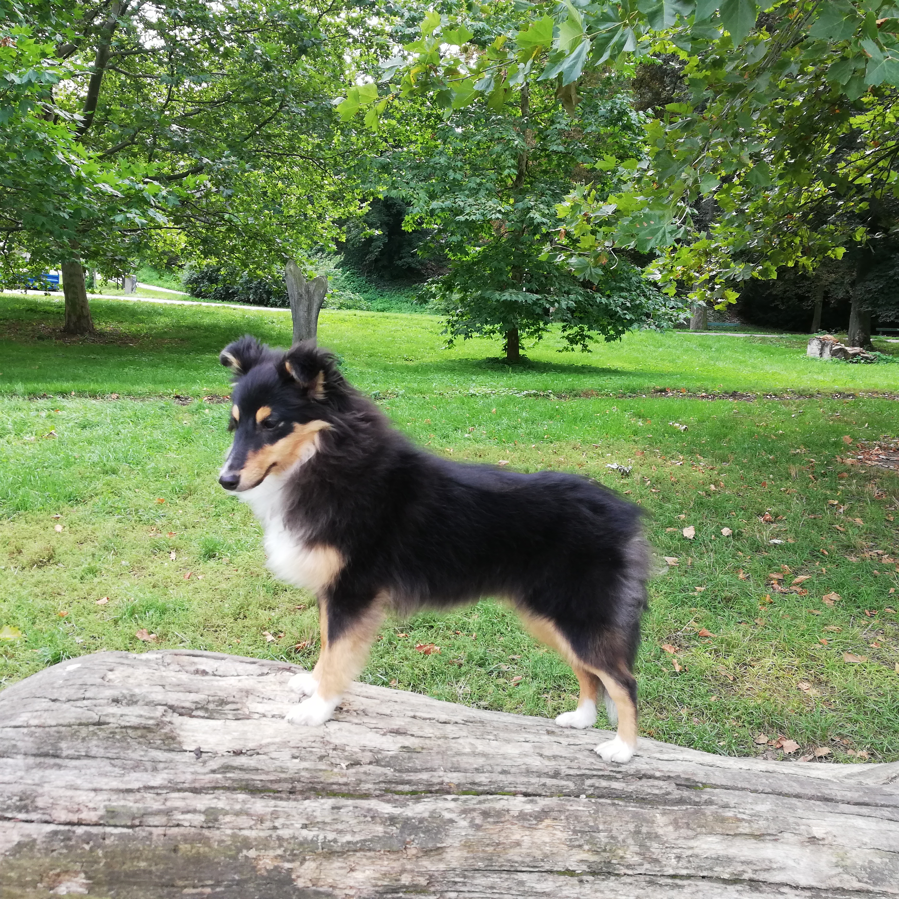 Diadem Adhara Dancing in the Wind