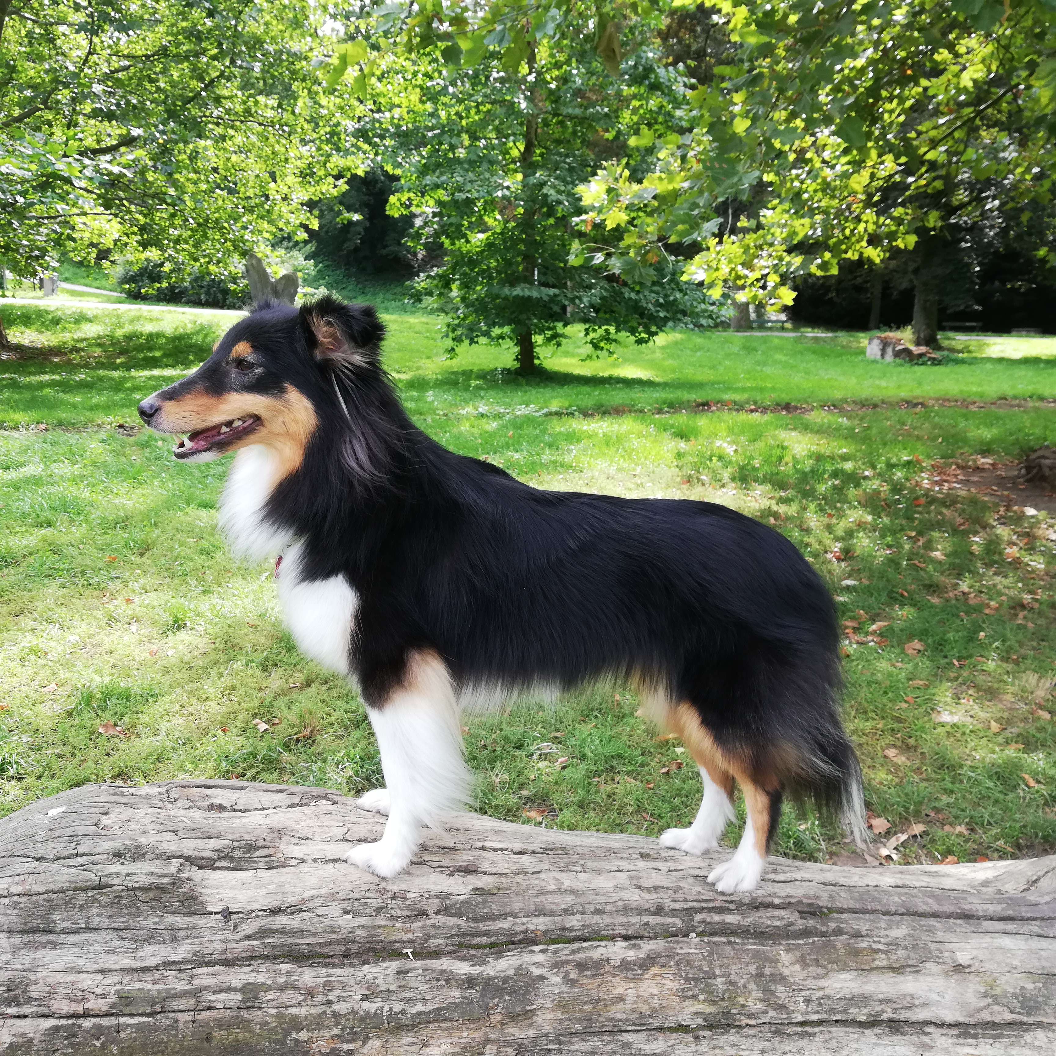Black Eyed Susan Dancing in the Wind