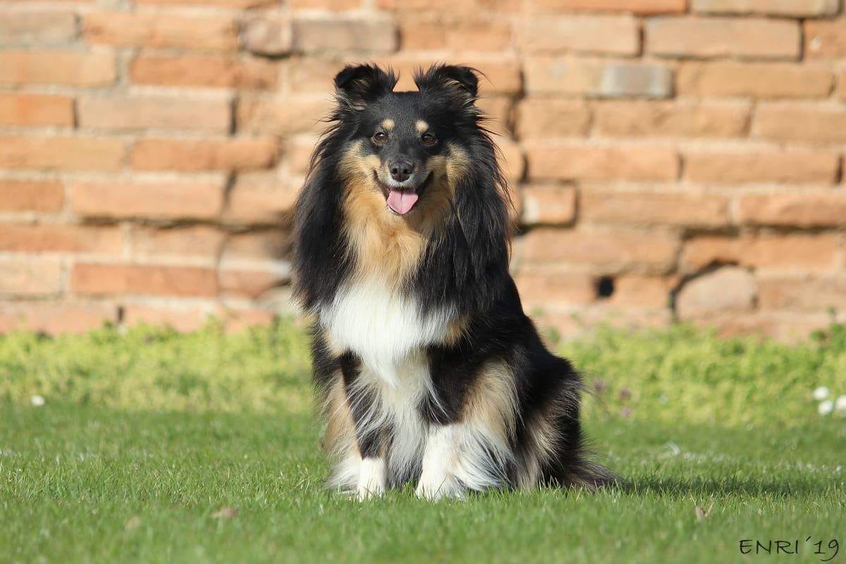 Creature Divall Eriien