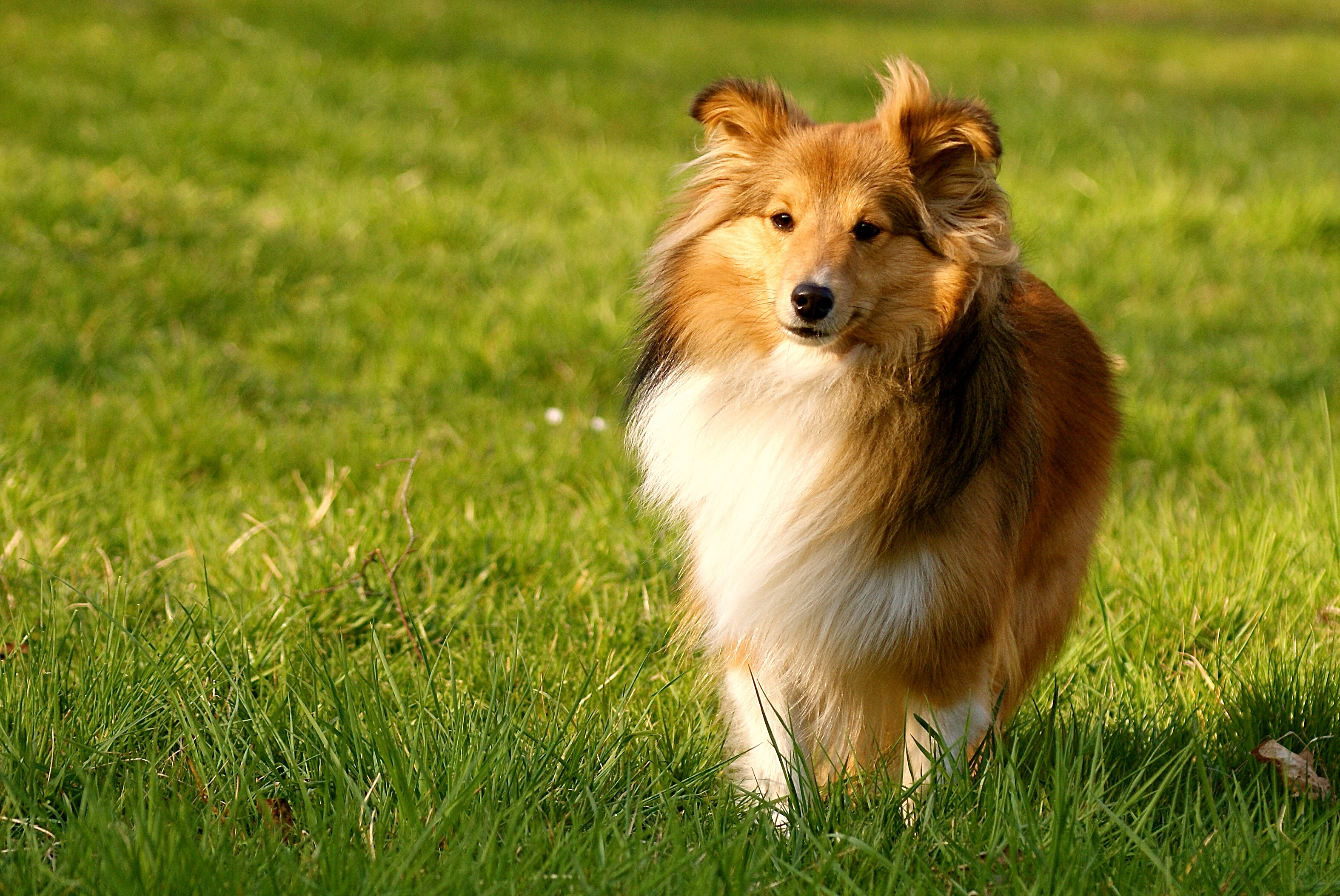 Aramis z Leče u Karlštejna