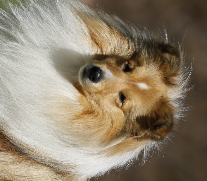 Benedetto z Nové Ameriky