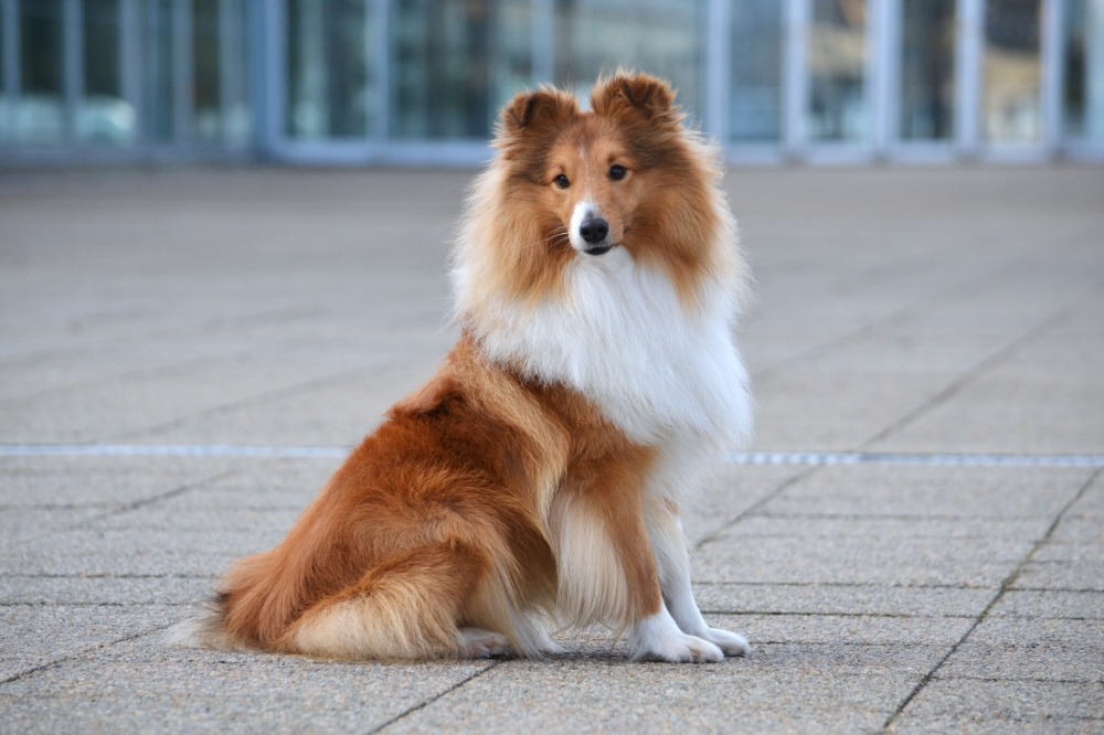 Marlon Moravské srdce