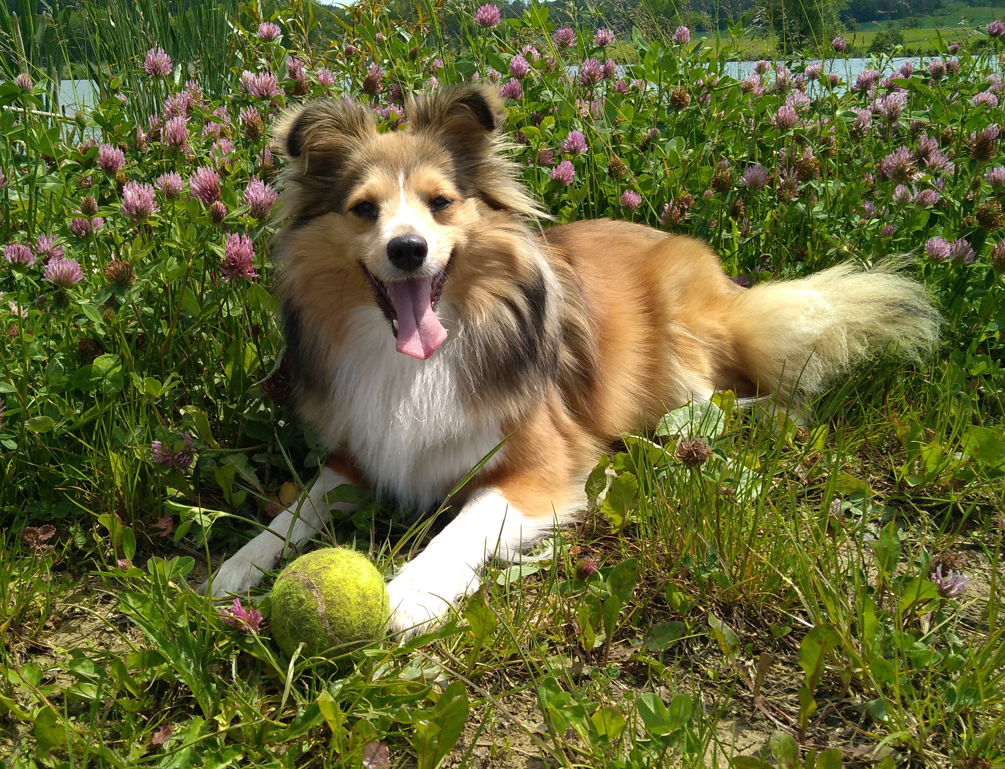 Bailey Gold CAPRISCIONATA