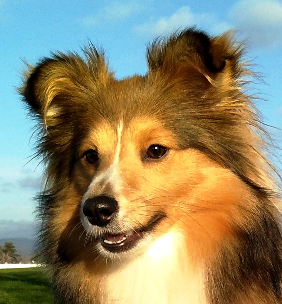 Bailey Gold CAPRISCIONATA